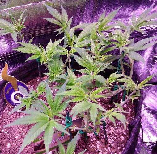 Crackers von Super Strains. Week 8