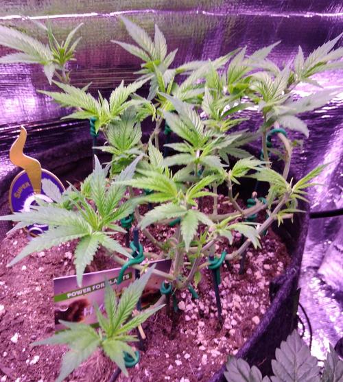 Crackers von Super Strains. Week 8