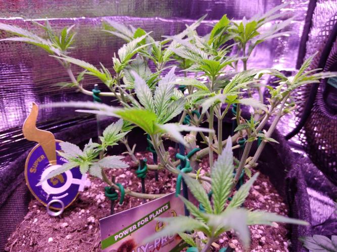 Crackers von Super Strains. Week 8