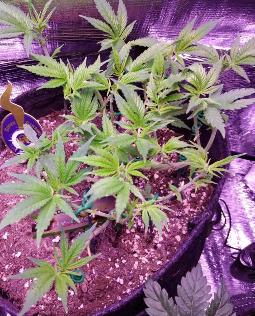 Crackers von Super Strains. Week 8