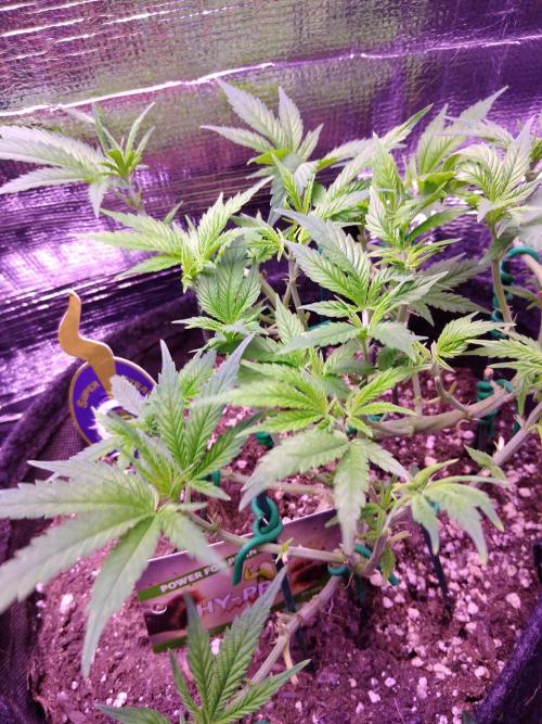 Crackers von Super Strains. Week 8