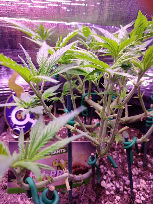 Crackers von Super Strains. Week 8