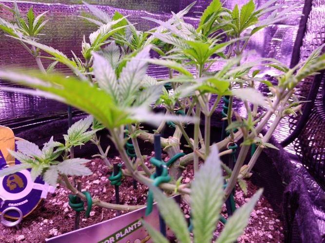 Crackers von Super Strains. Week 8