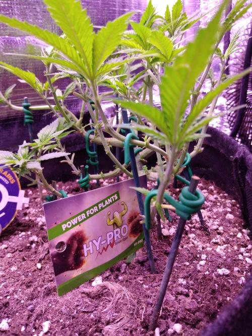 Crackers von Super Strains. Week 8