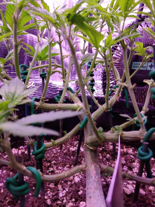 Crackers von Super Strains. Week 8