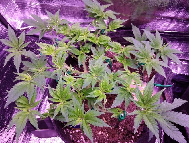 Der Klassiker !. Week 8