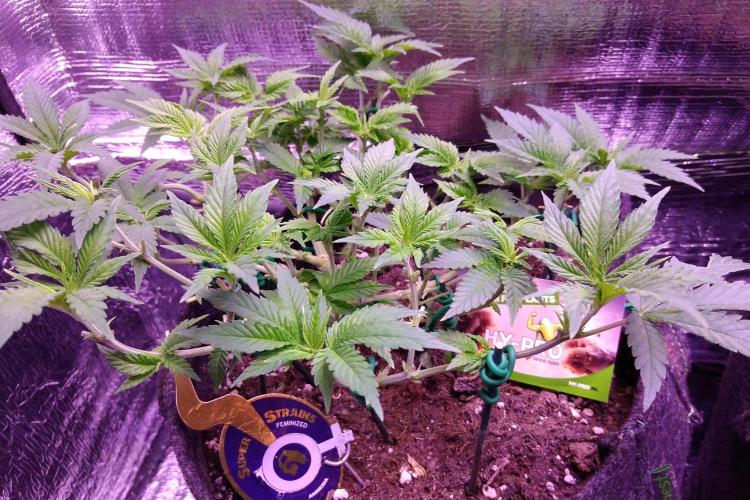 Der Klassiker !. Week 8