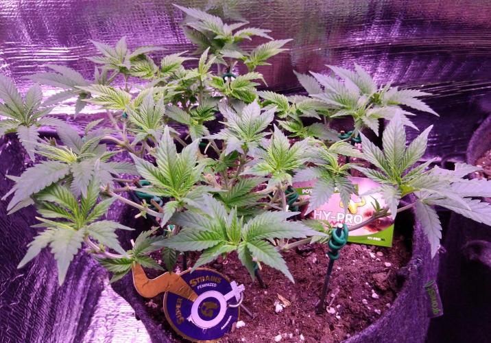 Der Klassiker !. Week 8