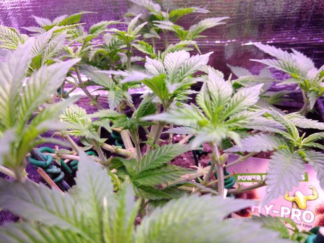 Der Klassiker !. Week 8