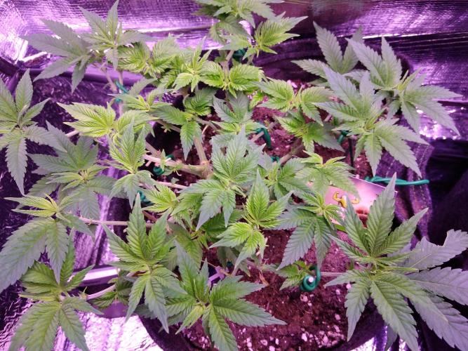 Der Klassiker !. Week 8