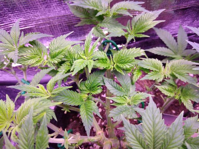 Der Klassiker !. Week 8