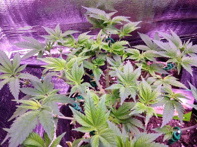 Der Klassiker !. Week 8