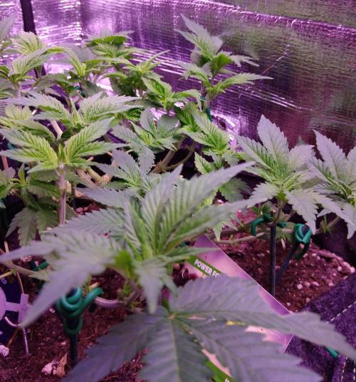 Der Klassiker !. Week 8