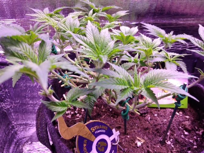 Der Klassiker !. Week 8