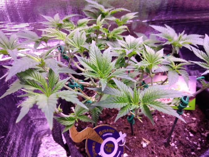 Der Klassiker !. Week 8