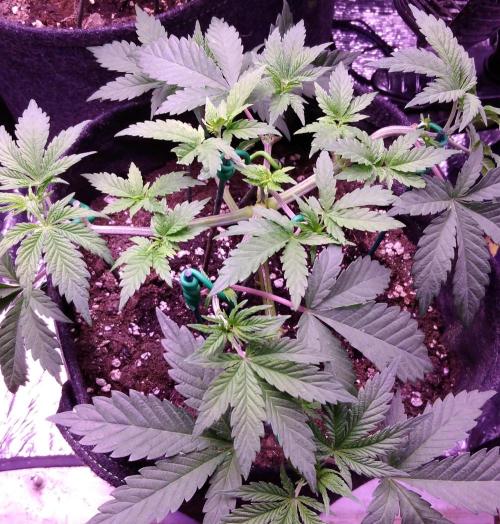 Eternity Grow Cup 2026. Week 4