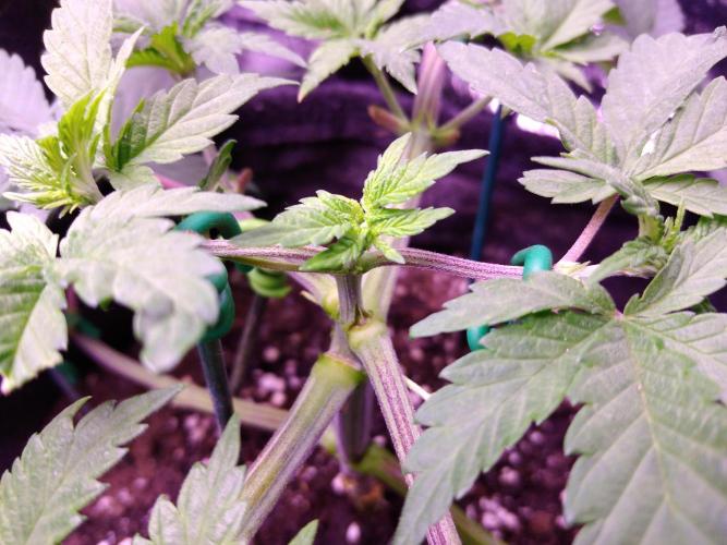 Eternity Grow Cup 2026. Week 4