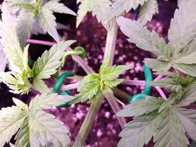 Eternity Grow Cup 2026. Week 4