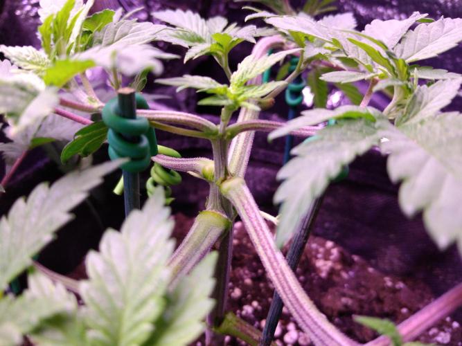 Eternity Grow Cup 2026. Week 4