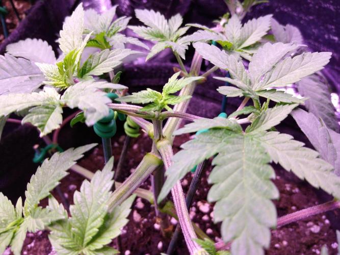 Eternity Grow Cup 2026. Week 4