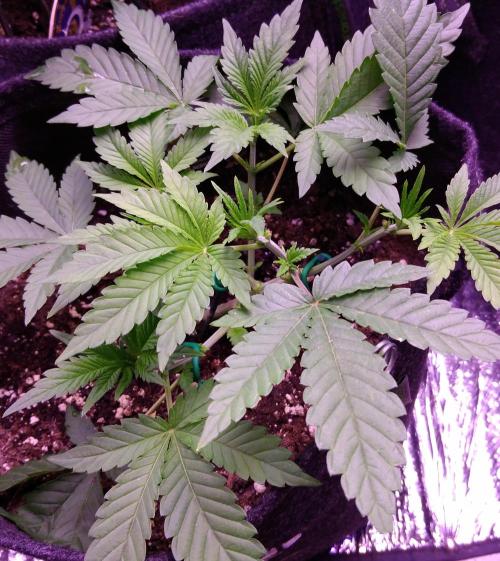 Eternity Grow Cup 2026. Week 4