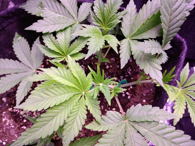 Eternity Grow Cup 2026. Week 4