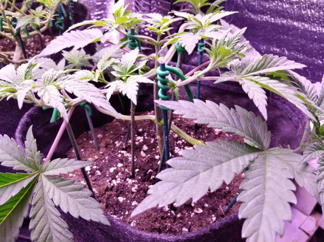 Eternity Grow Cup 2026. Week 4