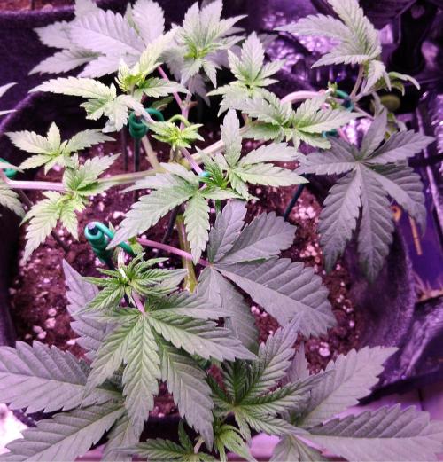 Eternity Grow Cup 2026. Week 4