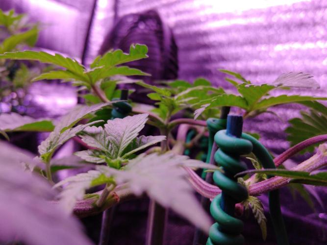 Eternity Grow Cup 2026. Week 4