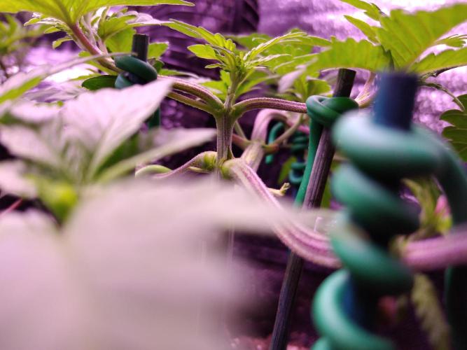 Eternity Grow Cup 2026. Week 4