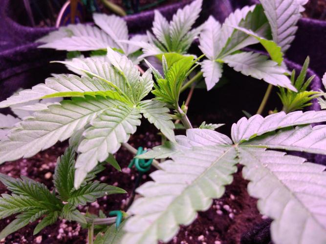 Eternity Grow Cup 2026. Week 4