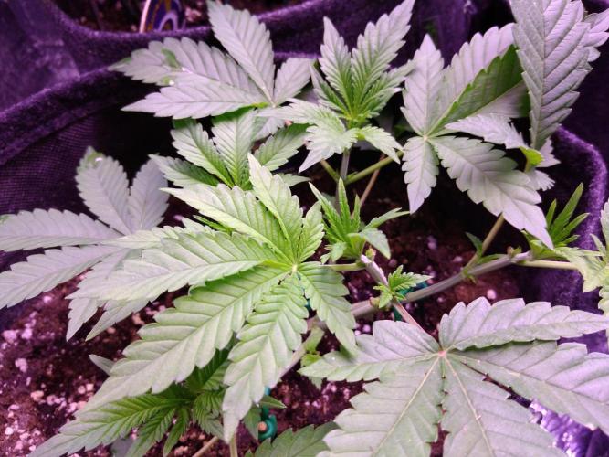 Eternity Grow Cup 2026. Week 4