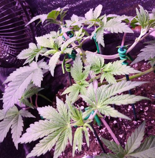 Eternity Grow Cup 2026. Week 4