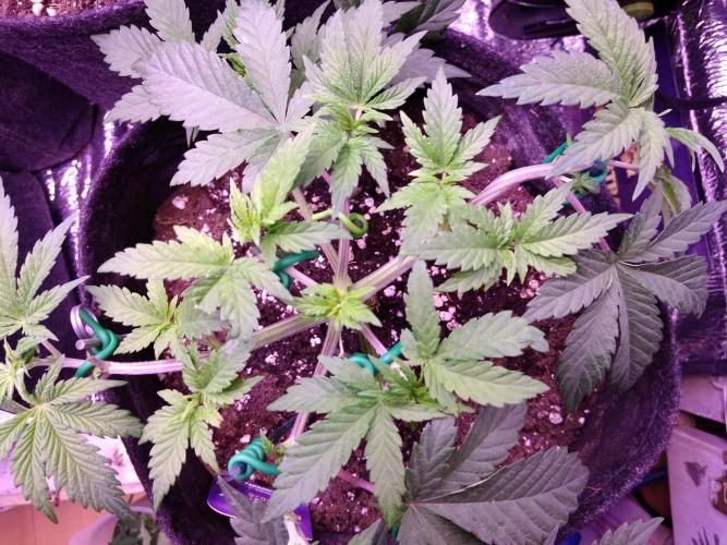 Eternity Grow Cup 2026. Week 4