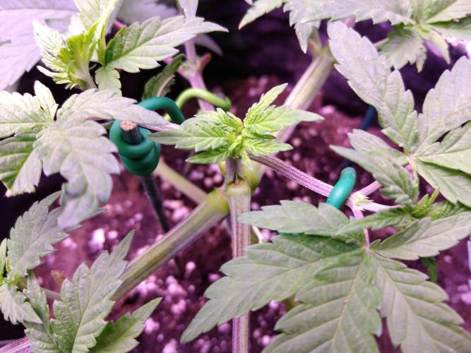 Eternity Grow Cup 2026. Week 4