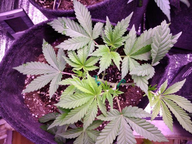 Eternity Grow Cup 2026. Week 4