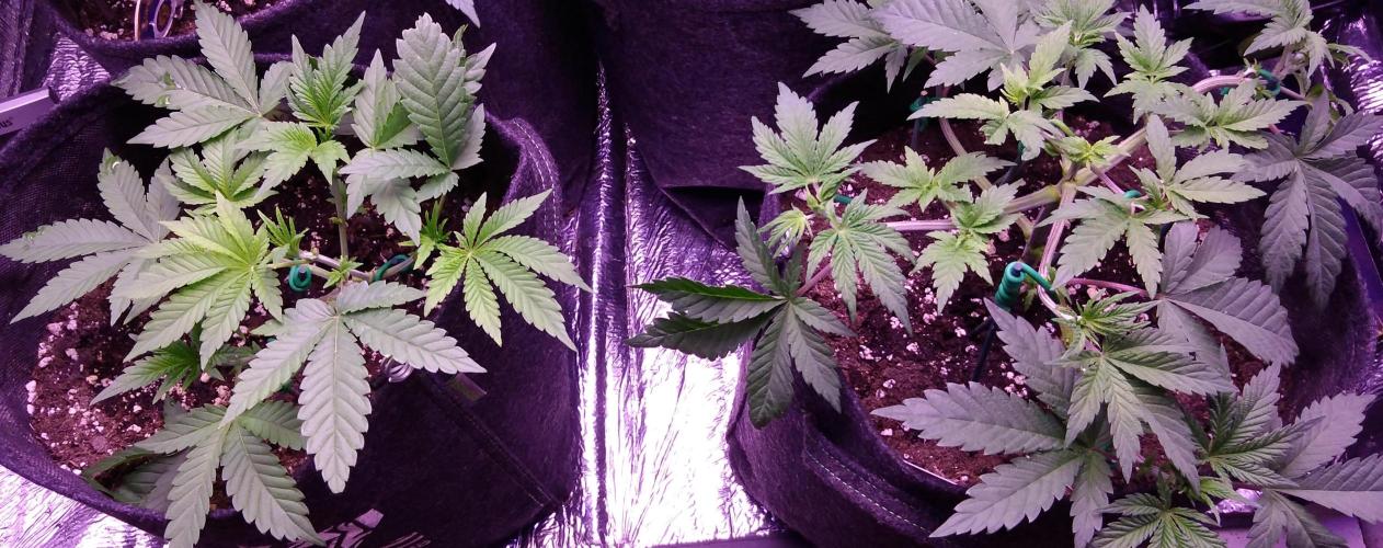 Eternity Grow Cup 2026. Week 4