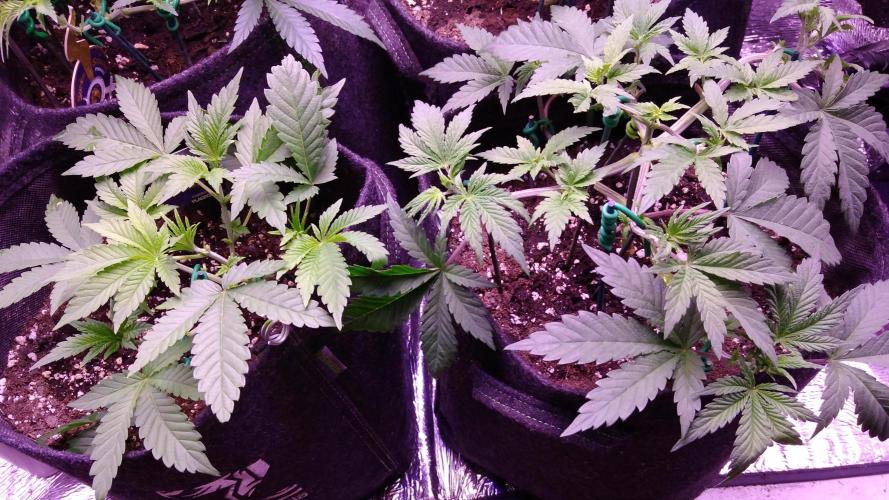 Eternity Grow Cup 2026. Week 4