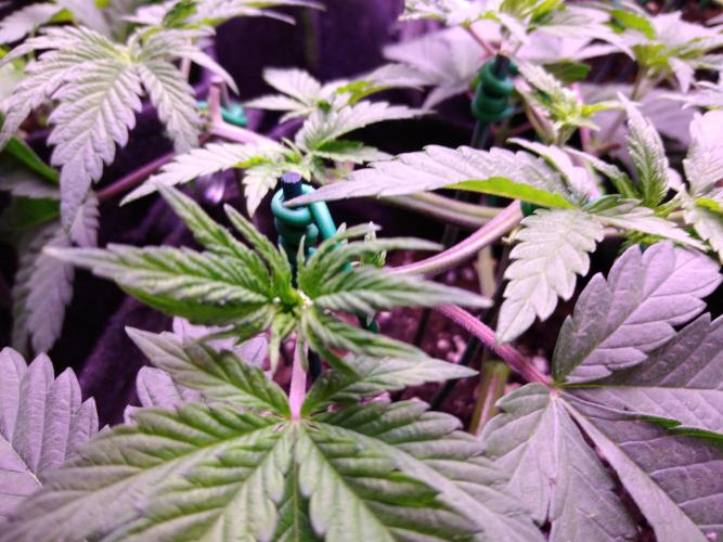 Eternity Grow Cup 2026. Week 4