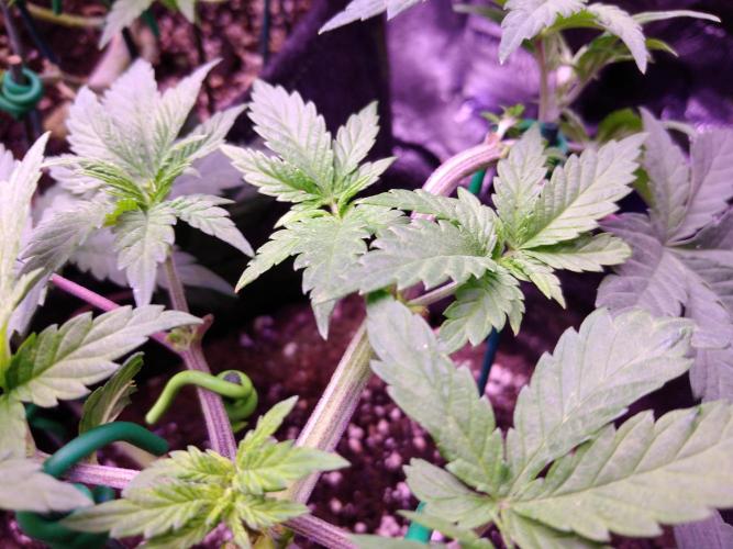 Eternity Grow Cup 2026. Week 4