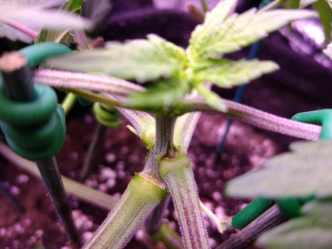 Eternity Grow Cup 2026. Week 4