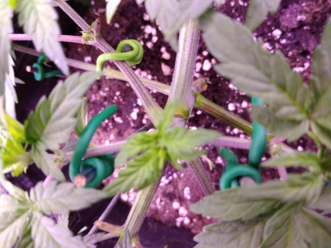 Eternity Grow Cup 2026. Week 4