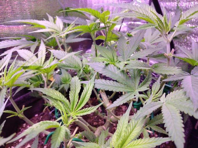 Crackers von Super Strains. Week 9