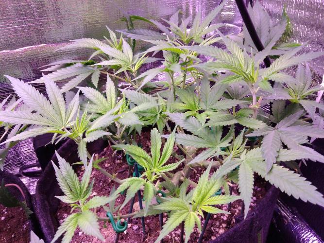 Crackers von Super Strains. Week 9