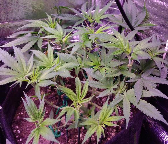 Crackers von Super Strains. Week 9