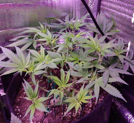 Crackers von Super Strains. Week 9