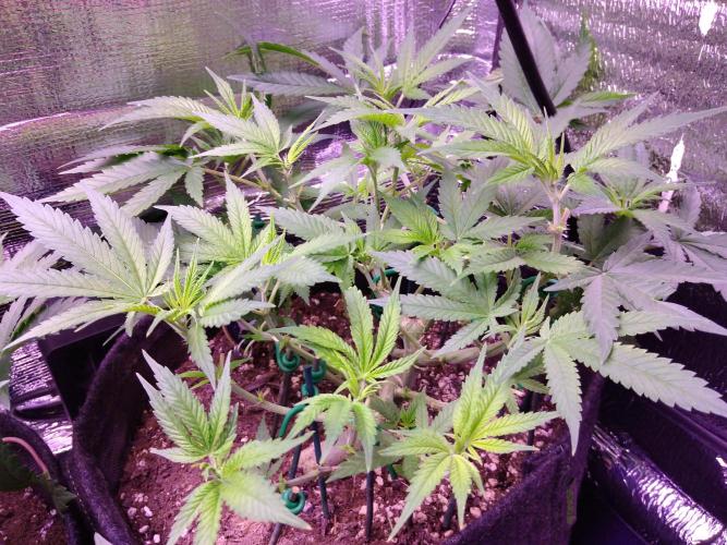 Crackers von Super Strains. Week 9