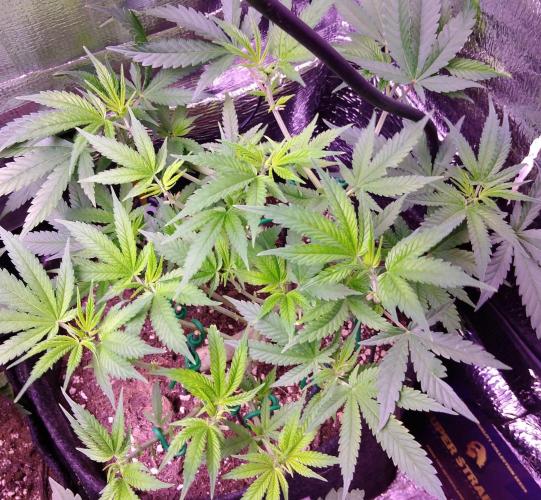 Crackers von Super Strains. Week 9