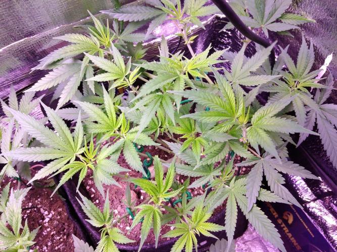 Crackers von Super Strains. Week 9