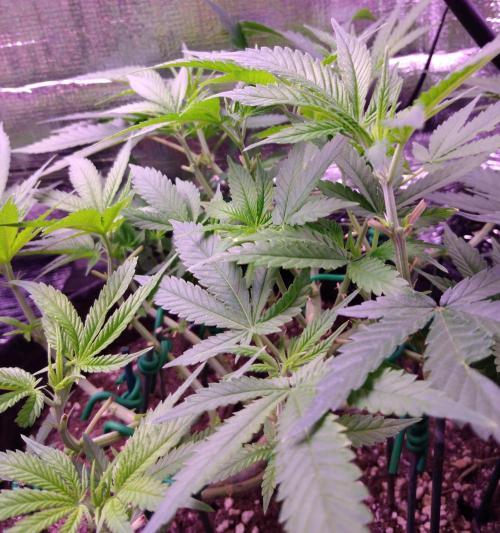 Crackers von Super Strains. Week 9